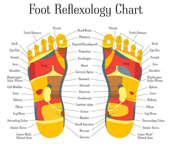 12 CE Hour Foot Reflexology Basics with Advanced Medical Foot Massage (Computer-Based Live Interactive Webinar)