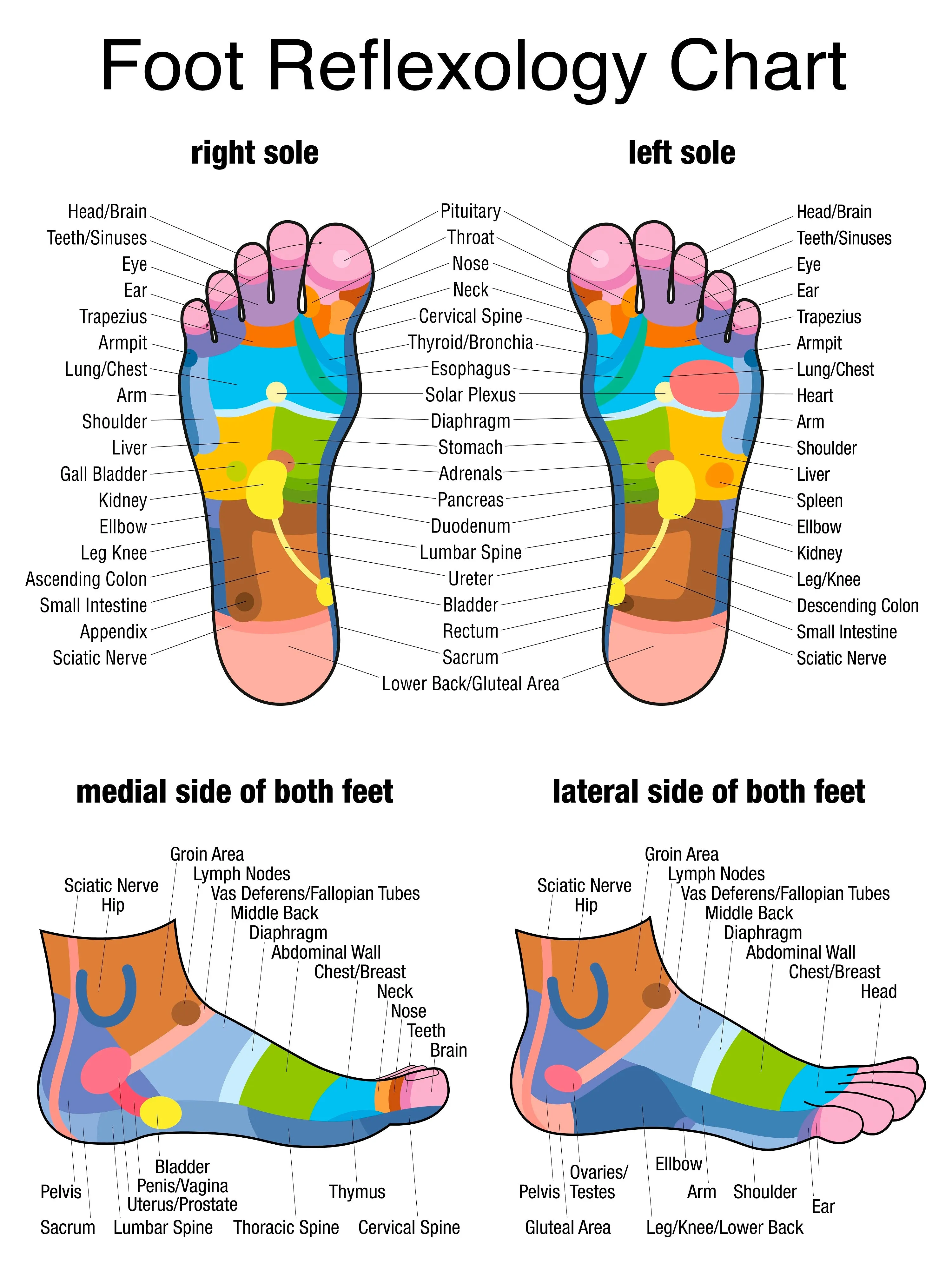 12 CE Hour Foot Reflexology Basics with Advanced Medical Foot Massage (Computer-Based Live Interactive Webinar)