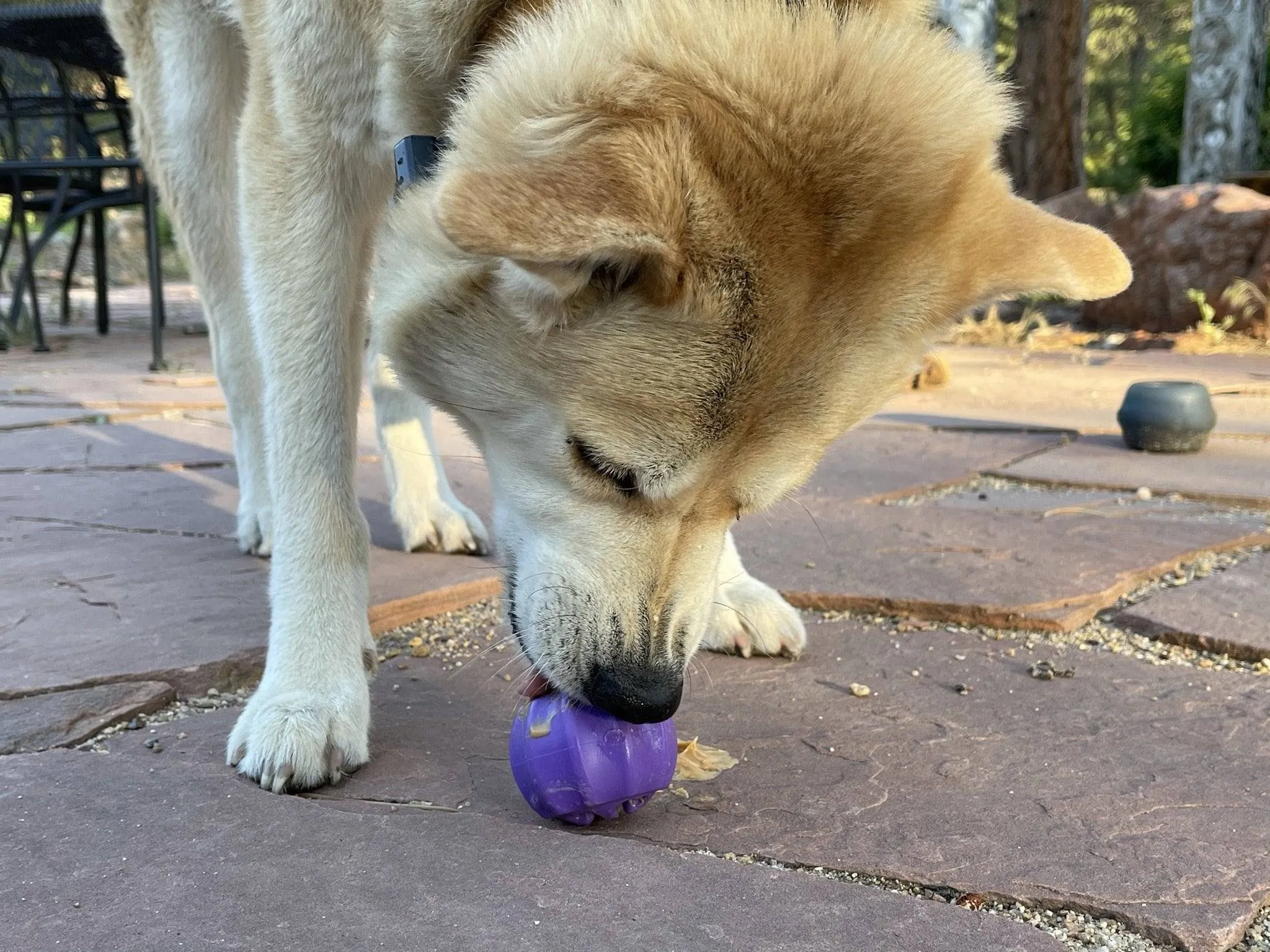 Cross Bones Chew Toy and Treat Pocket