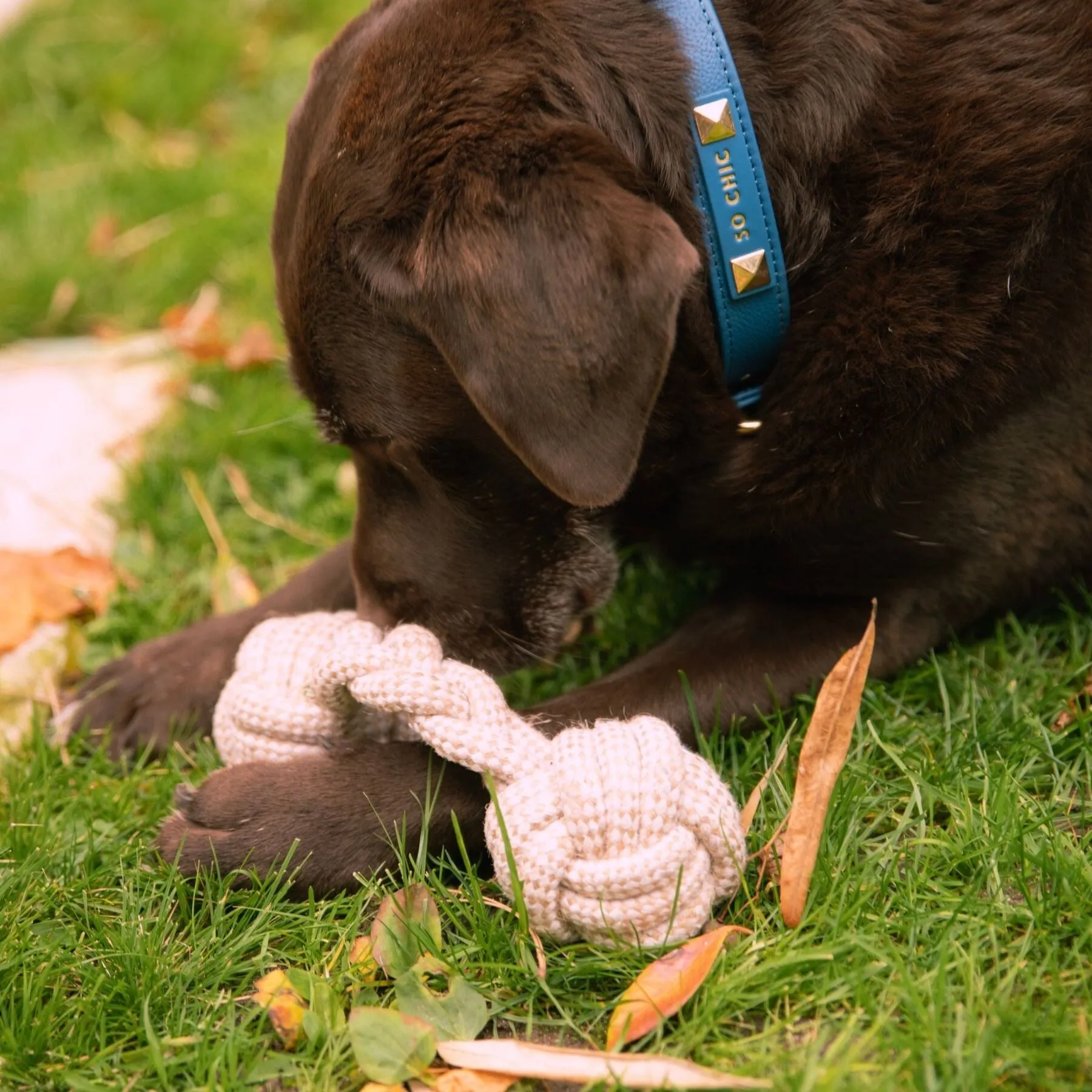 Dog toy - L'intemporel