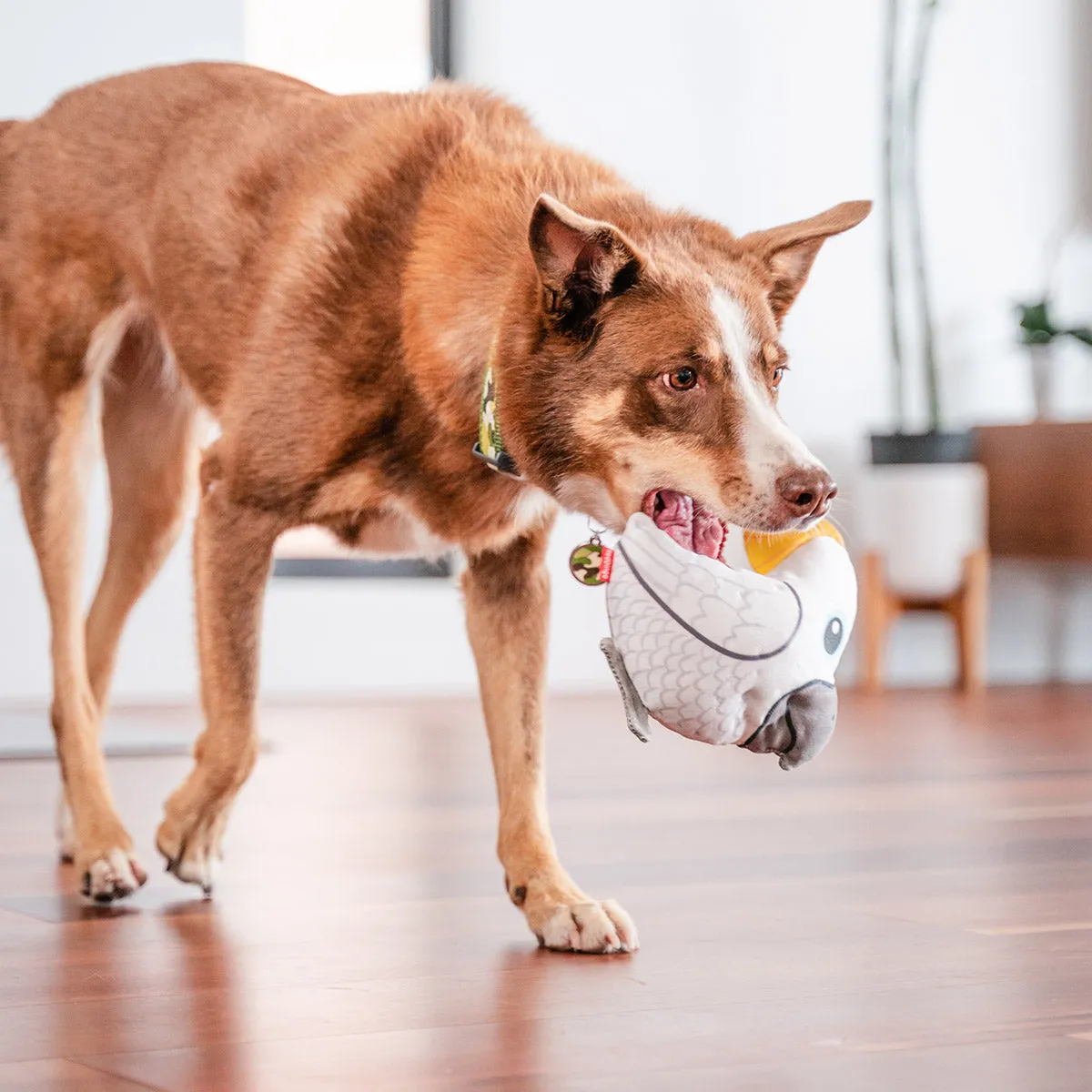 Durables Craig The Cockatoo Dog Toy