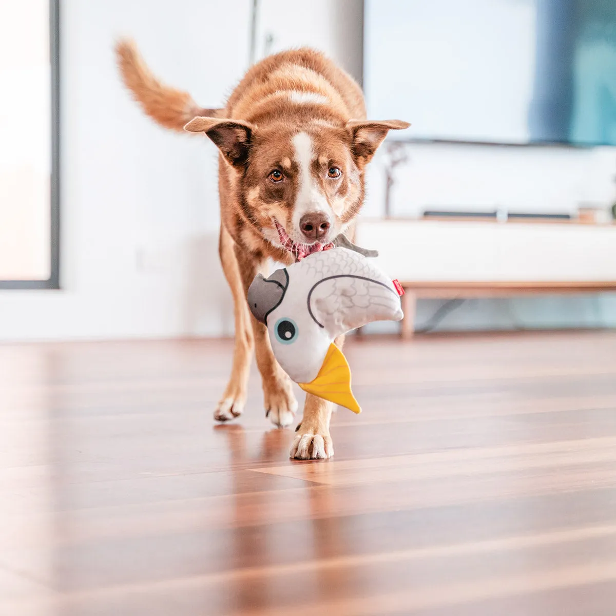 Durables Craig The Cockatoo Dog Toy