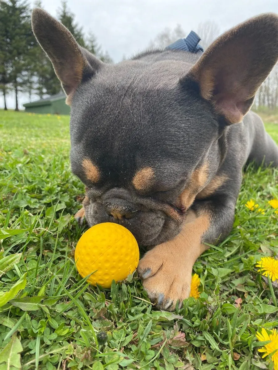 Fetch Dog Toy: Goat Sport Ball