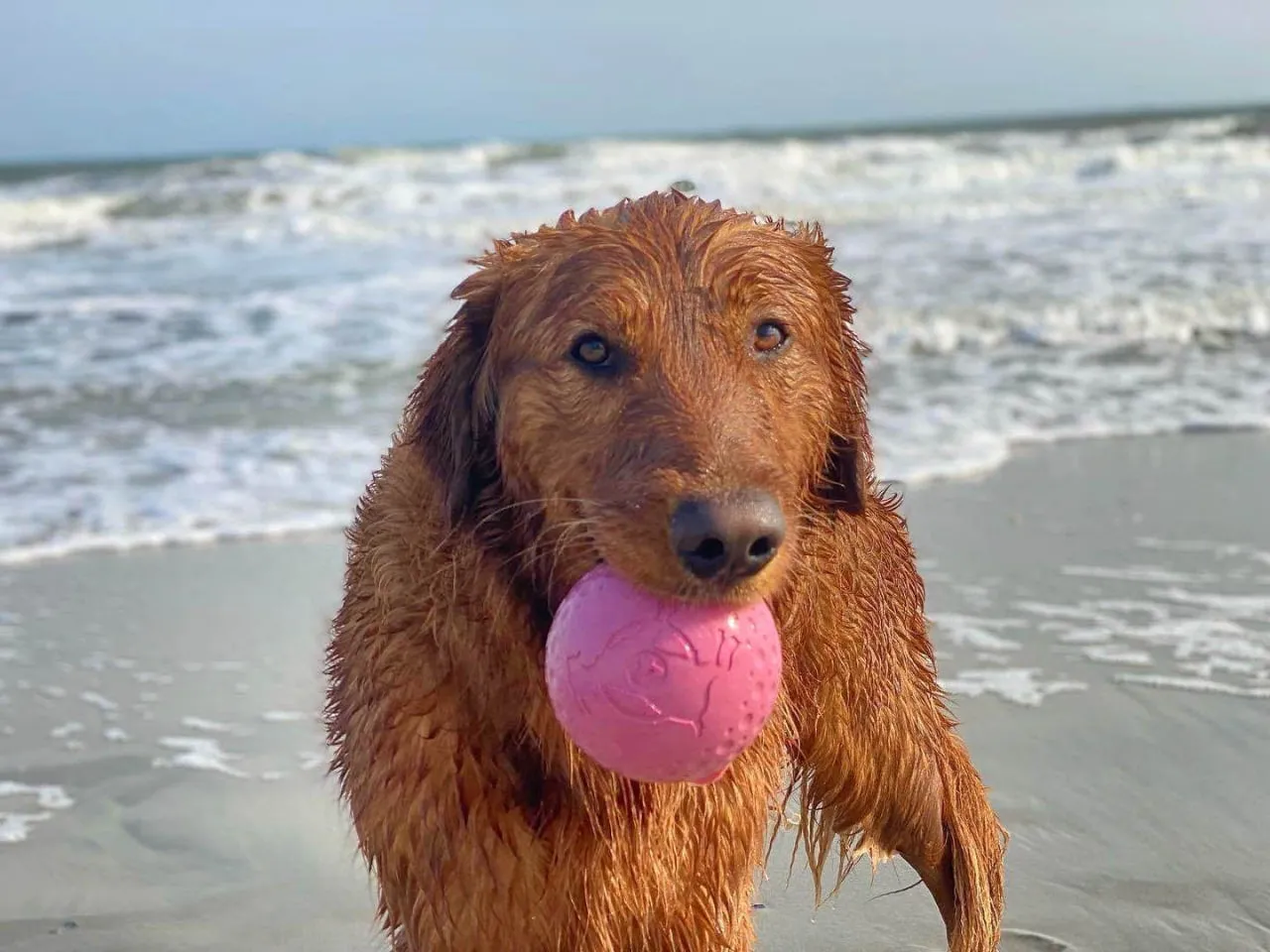 Fetch Dog Toy: Goat Sport Ball