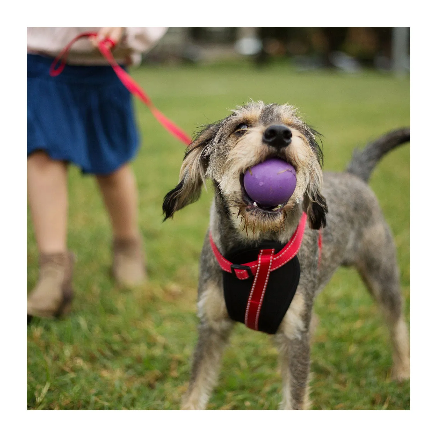 Kazoo Super Strong Rubber Ball Assorted Dog Toy