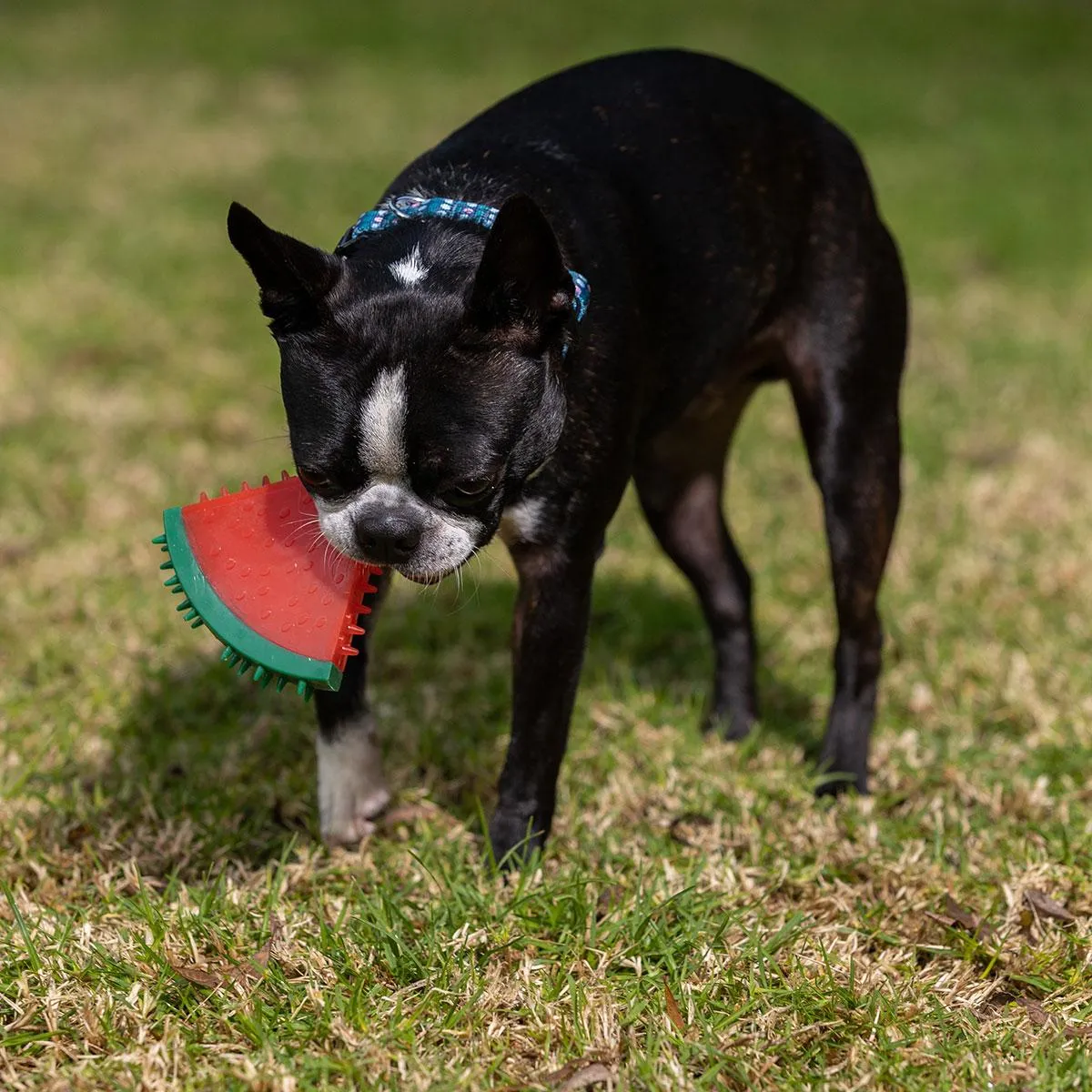 Lexi & Me Fruit Cooling Dog Toy Watermelon