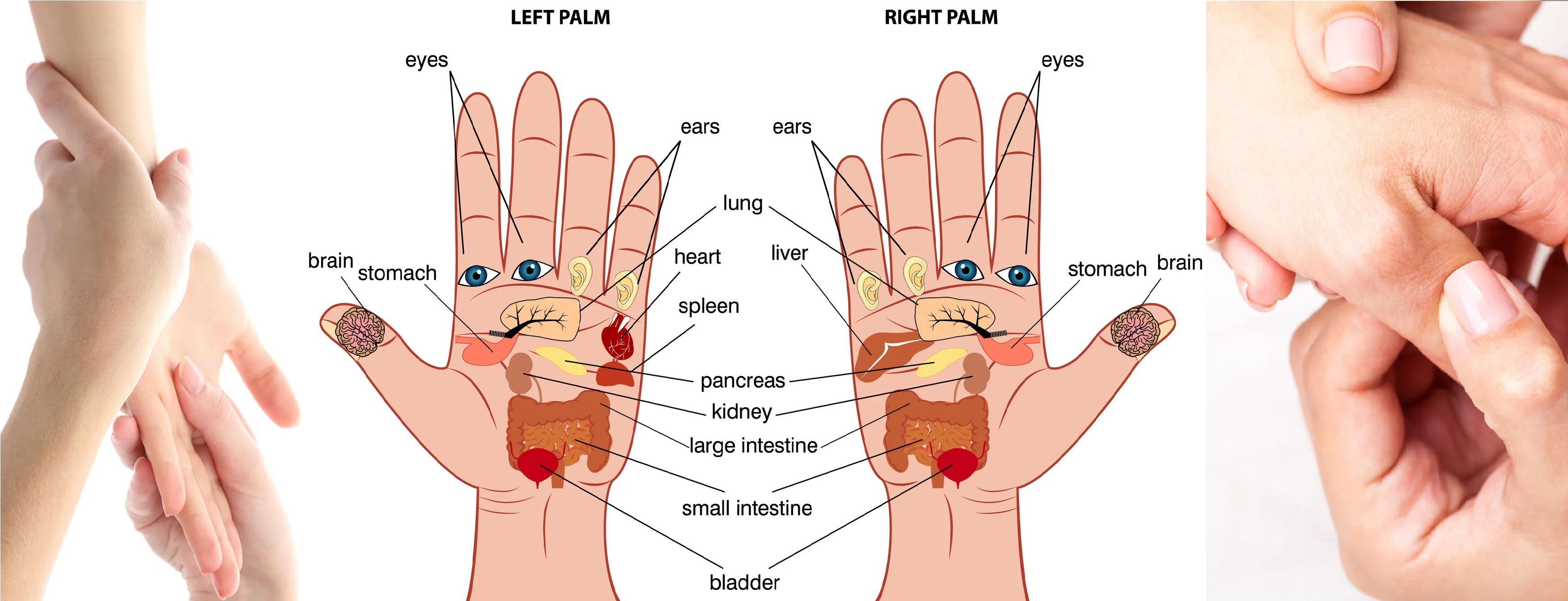 LIVE IN-PERSON 12 CE Hour Hand & Ear Reflexology with Chair Event Massage