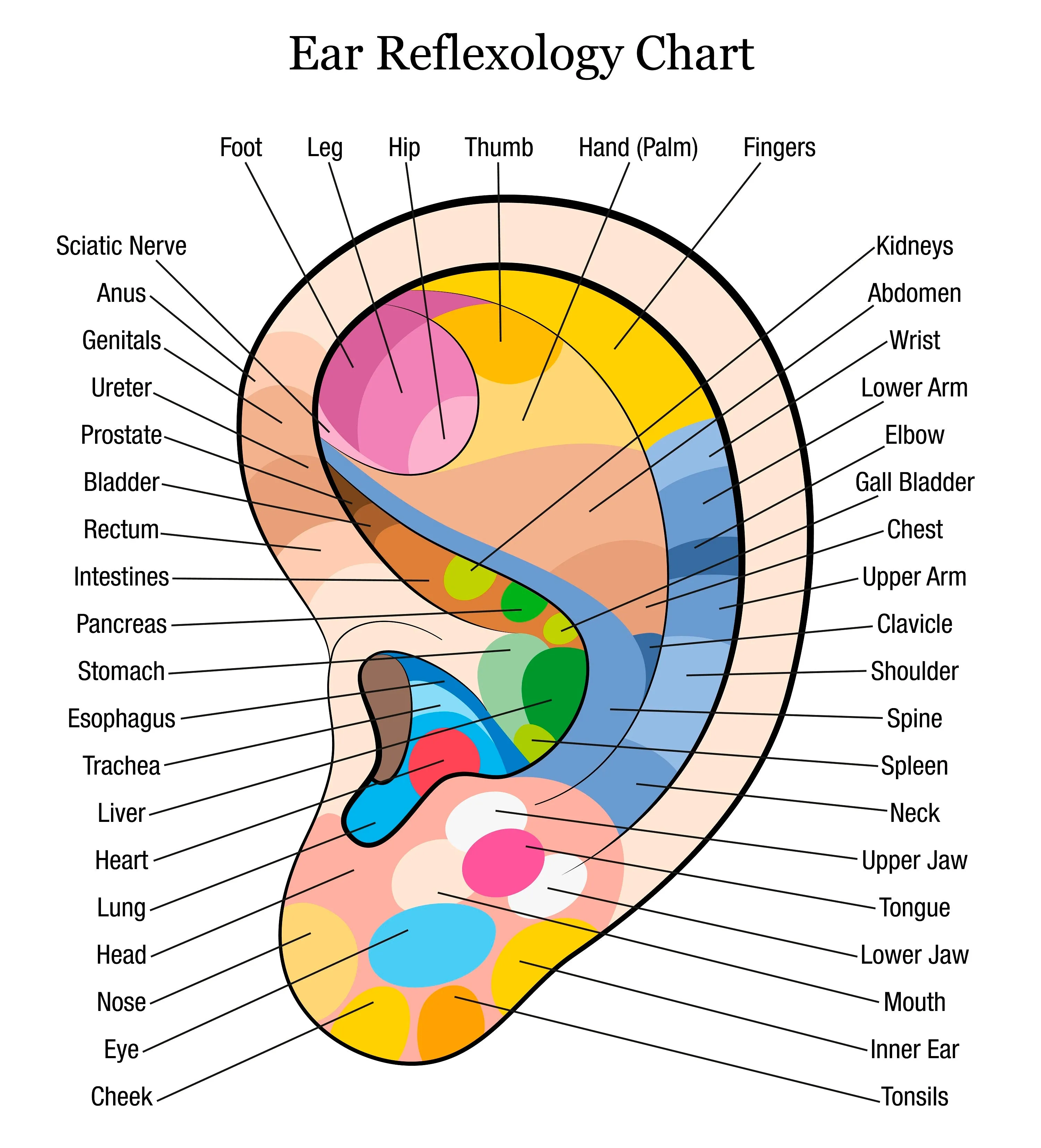 LIVE IN-PERSON 12 CE Hour Hand & Ear Reflexology with Chair Event Massage