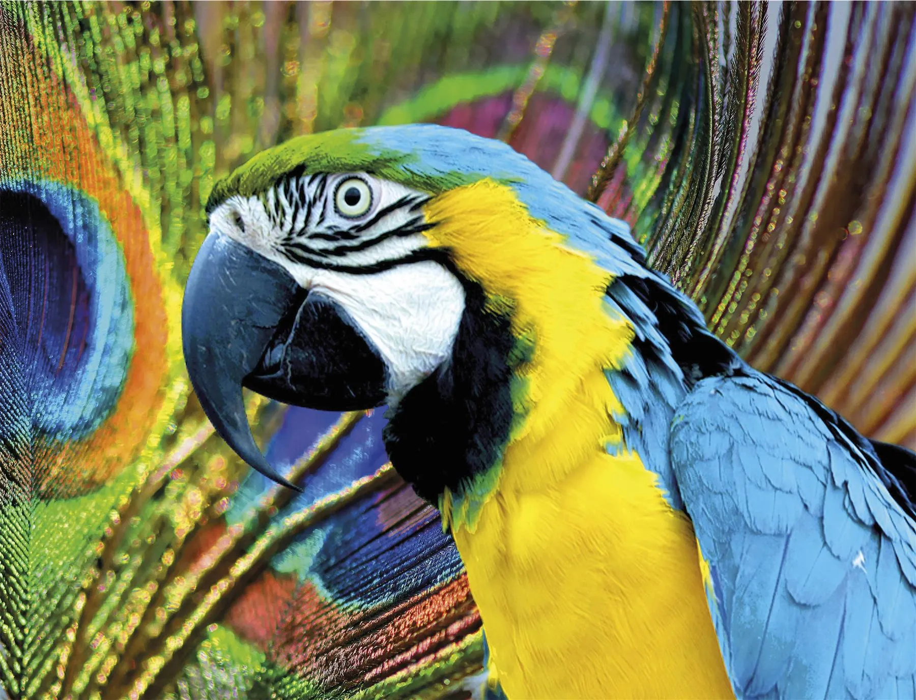 Multicoloured Macaw 1000 Piece Jigsaw Puzzle