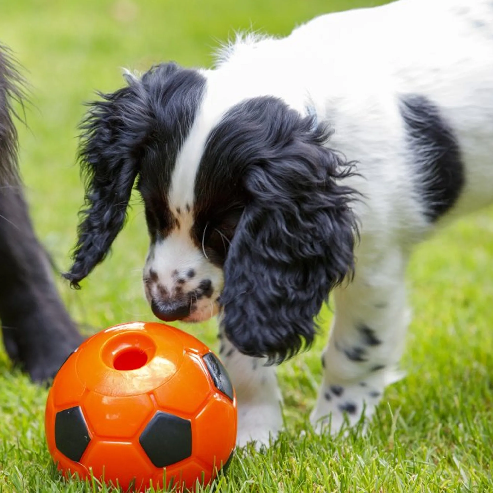 Petface Seriously Strong Treat Football Dog Toy