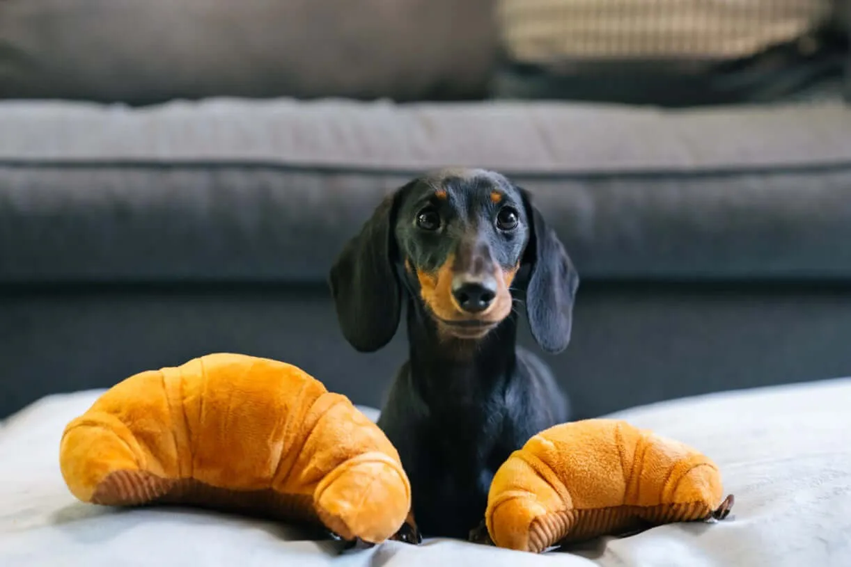 P.L.A.Y. Barking Brunch Toy Set