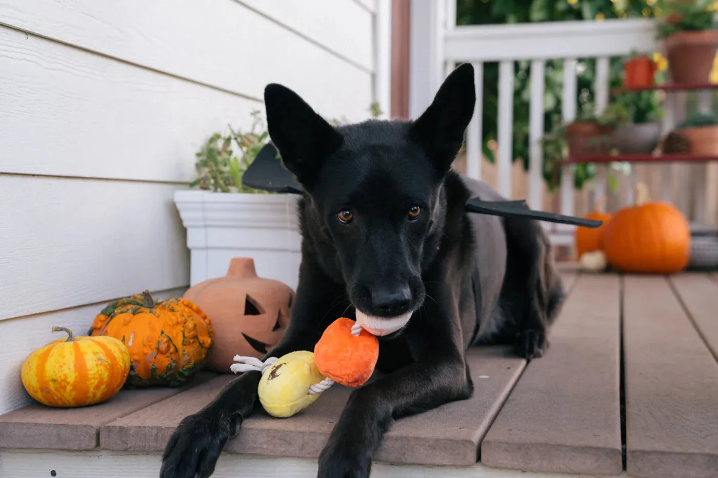 PLAY Dog Toy Halloween Howling Haunts Canine Corn