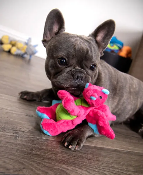 Plush Dragon Dog Toy