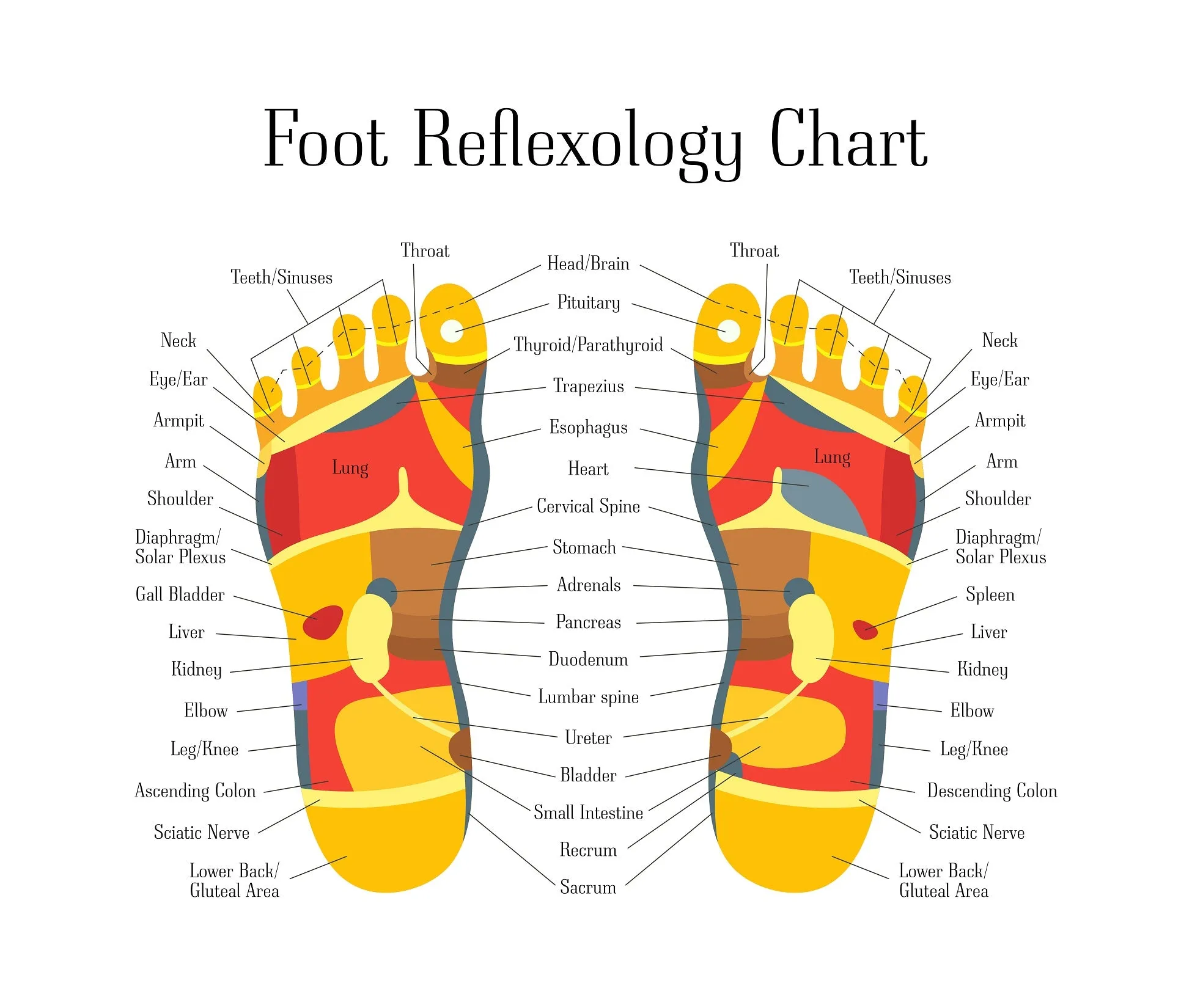 Self-paced Home Study 12 CE Foot Reflexology with Chair Event Massage