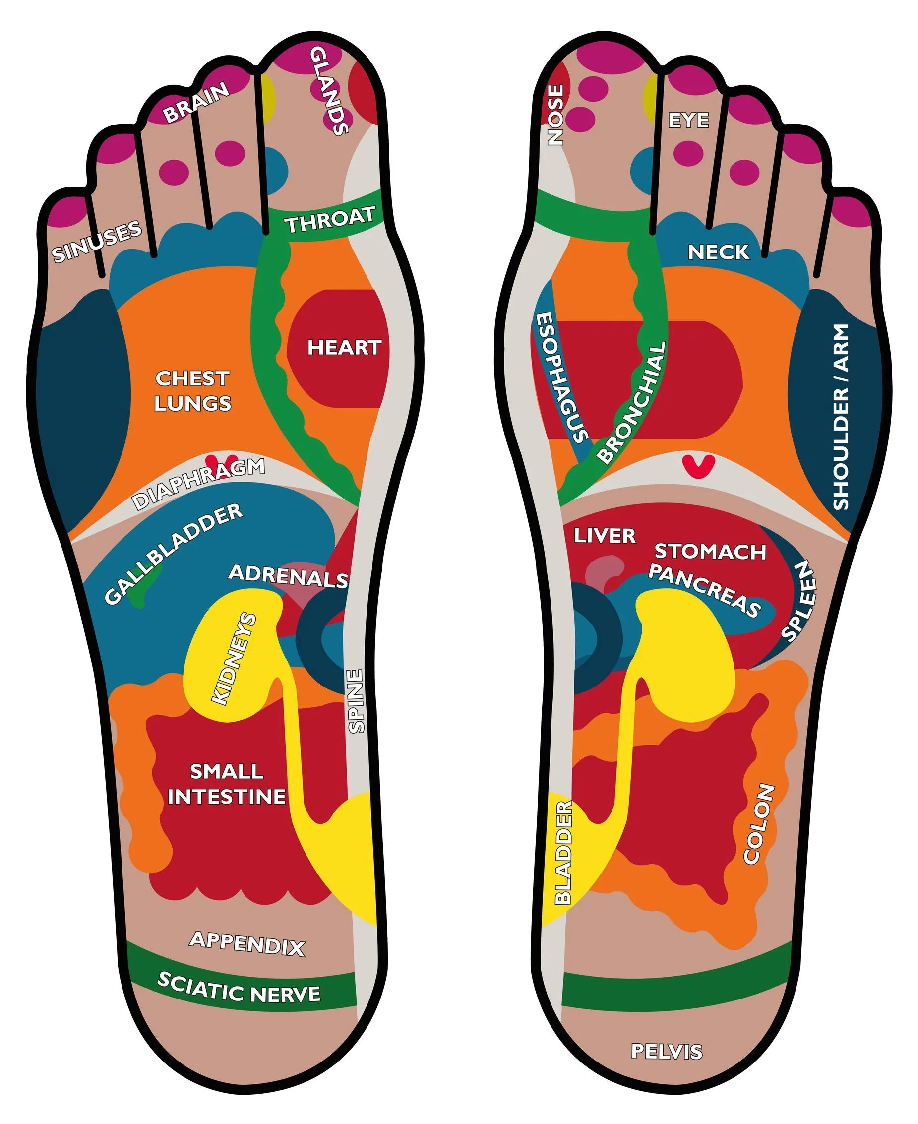 Self-paced Home Study 12 CE Foot Reflexology with Chair Event Massage