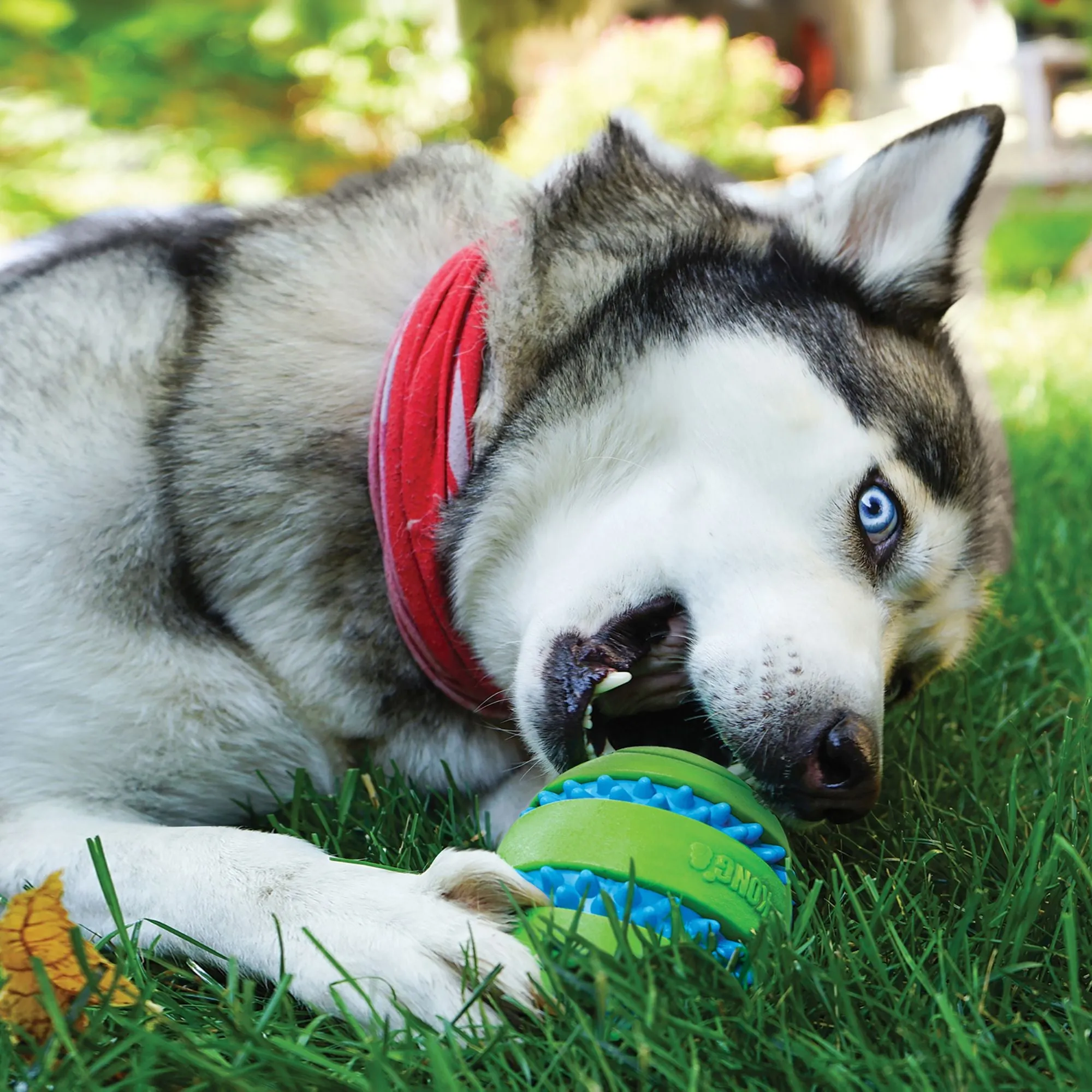 Squeezz Goomz Ball