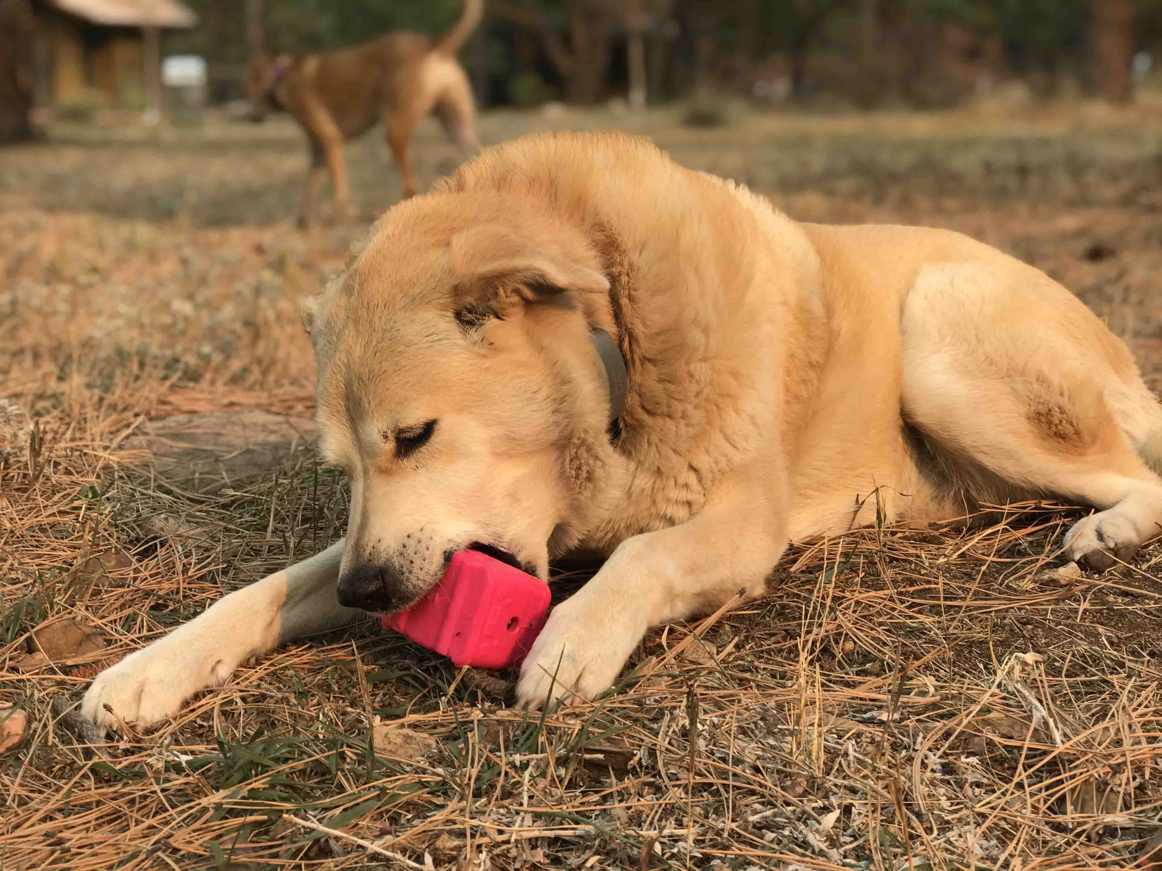 Surf's Up! Retro Van  Durable Chew Toy & Treat Dispenser