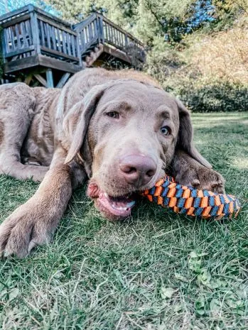 Tall Tails Dog Toy Braided Ring