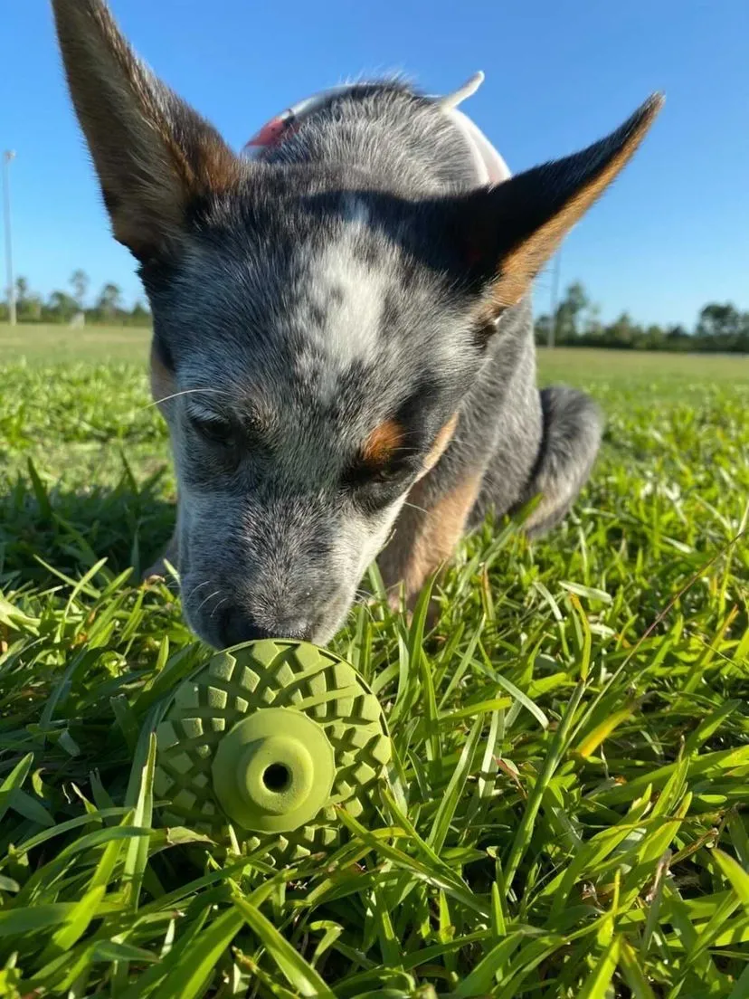 Tall Tails Dog Toy Natural Rubber Acorn