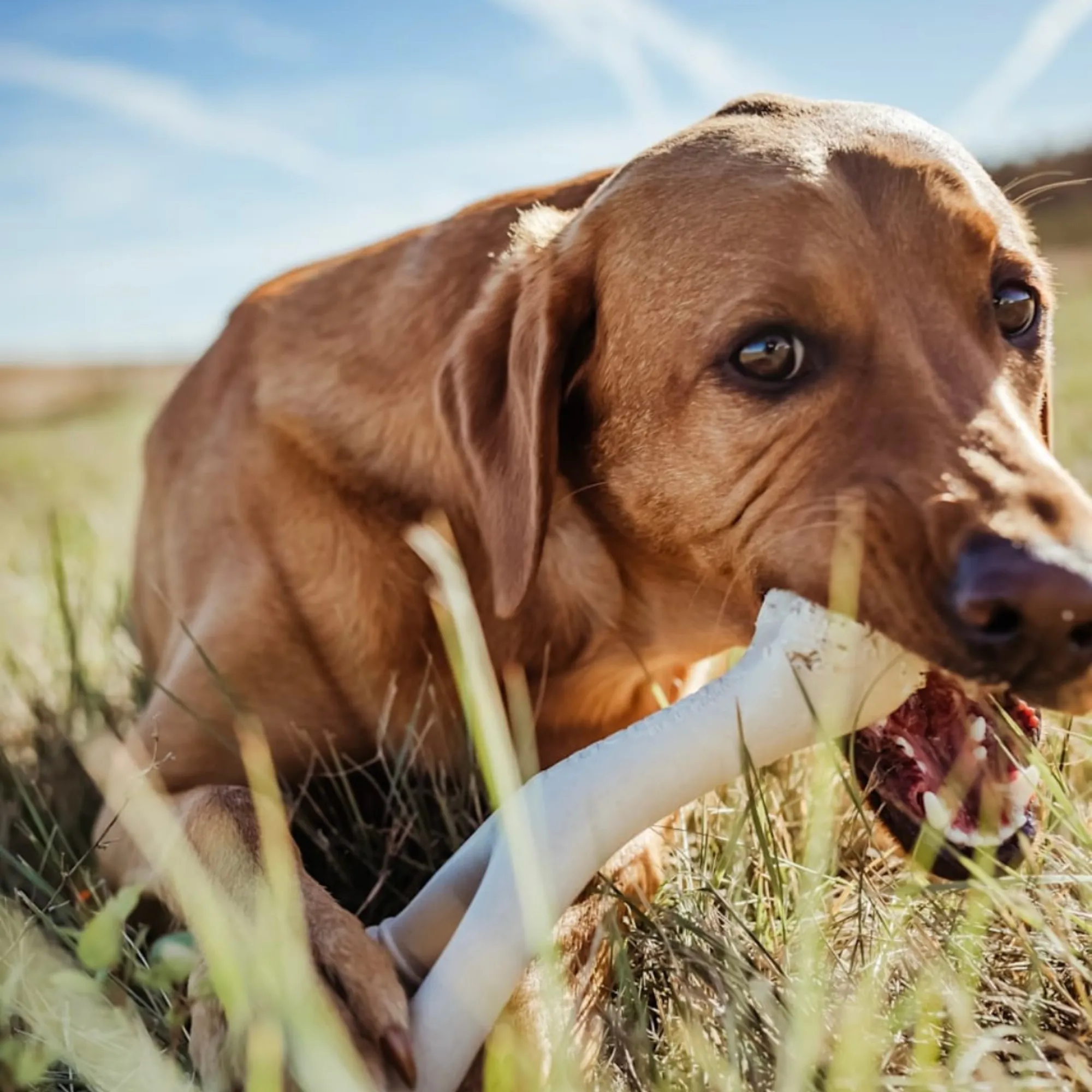 The Better Bone Natural Dog Bone BetterBone TOUGH - Durable All-Natural, Food-Grade, No Nylon, Non-Toxic, Puppy, Dog Chews - For Aggressive Chewers.