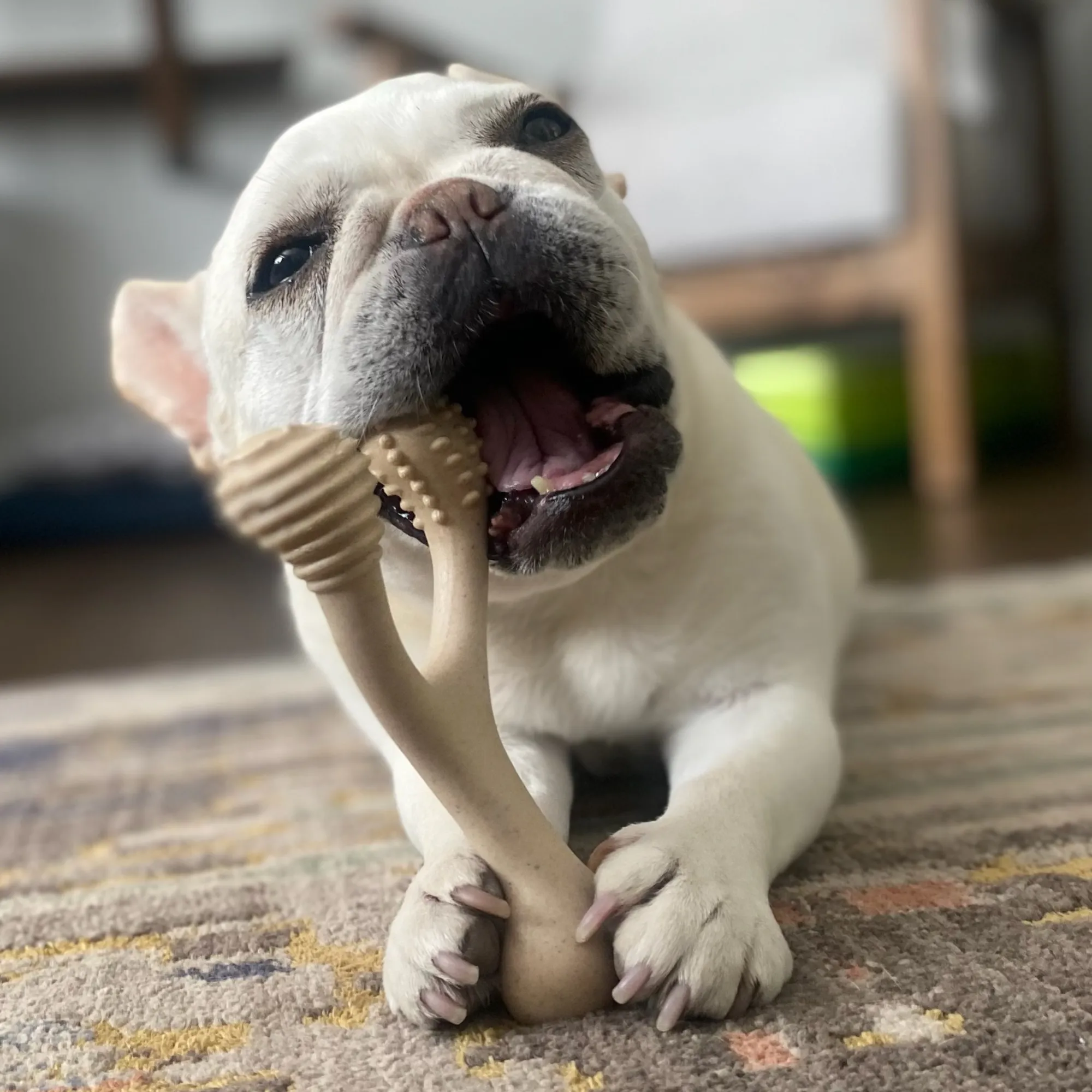 The Better Bone Natural Dog Bone BetterBone TOUGH - Durable All-Natural, Food-Grade, No Nylon, Non-Toxic, Puppy, Dog Chews - For Aggressive Chewers.