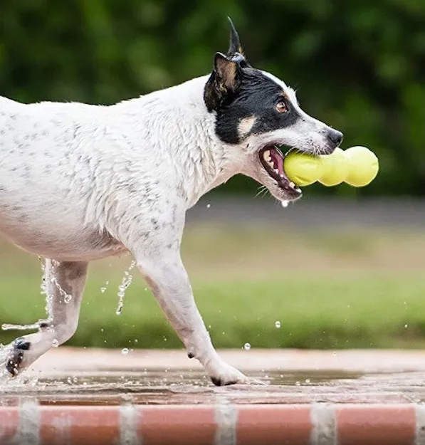 West Paw RUMPUS® Durable, Bouncy, Floatable Bone: Medium